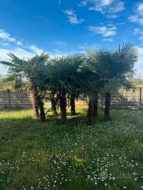 Palme