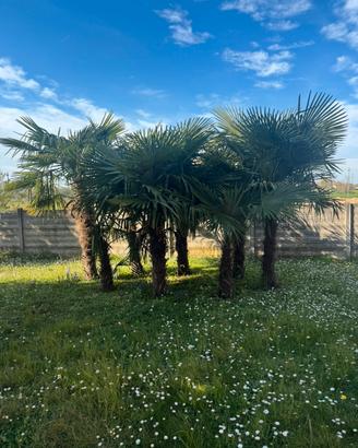 Palme