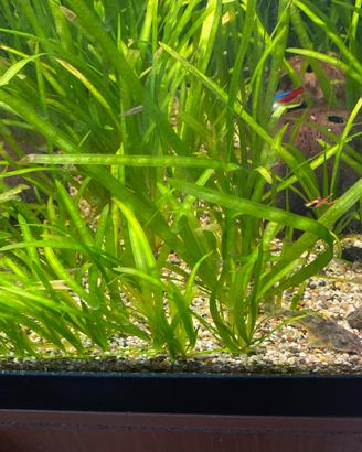 Acquario