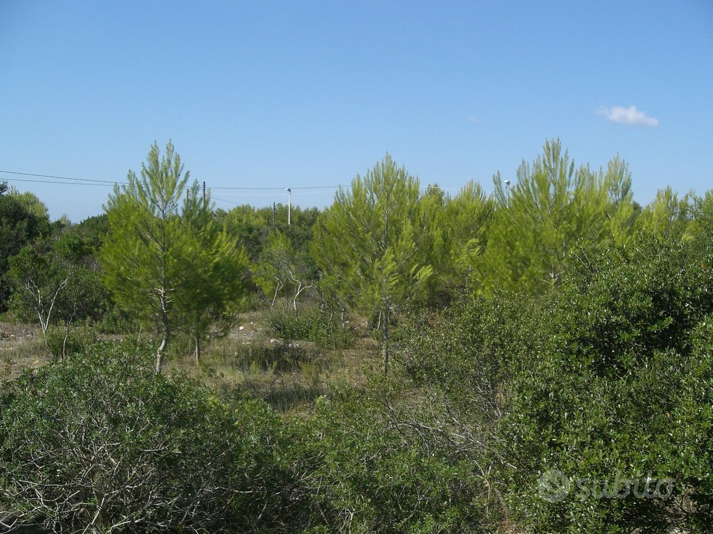 Terreno Edificabile Comune Avetrana (TA) - Vista 2