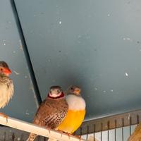 Coppie e singoli di gould