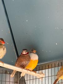 Coppie e singoli di gould