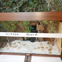 acquario/paludario/terrario 