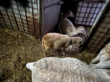 Pecora con agnello