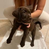 Cucciolo di Labrador di due mesi