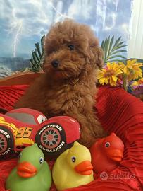 Sono Di Taglia Più Piccola Toy--Barboncini Rosso