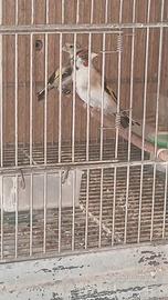 X esubero