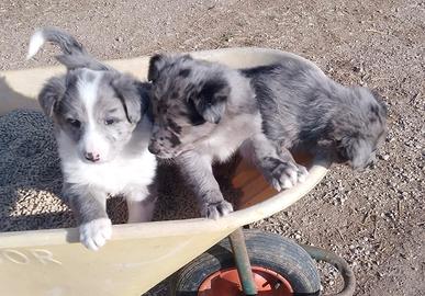 Cuccioli pastori del lagorai