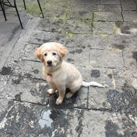 Golden retrive