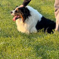 Monta pastore australiano