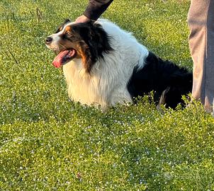 Monta pastore australiano