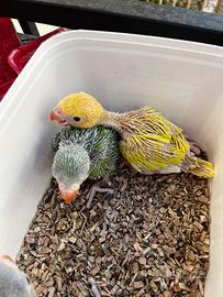 Parrocchetto dal collare