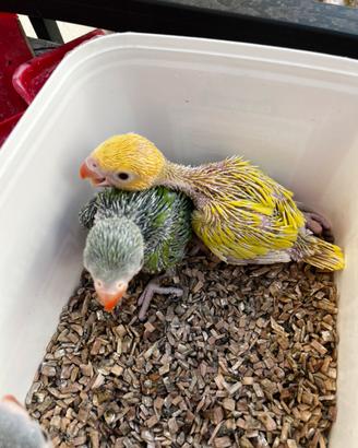 Parrocchetto dal collare