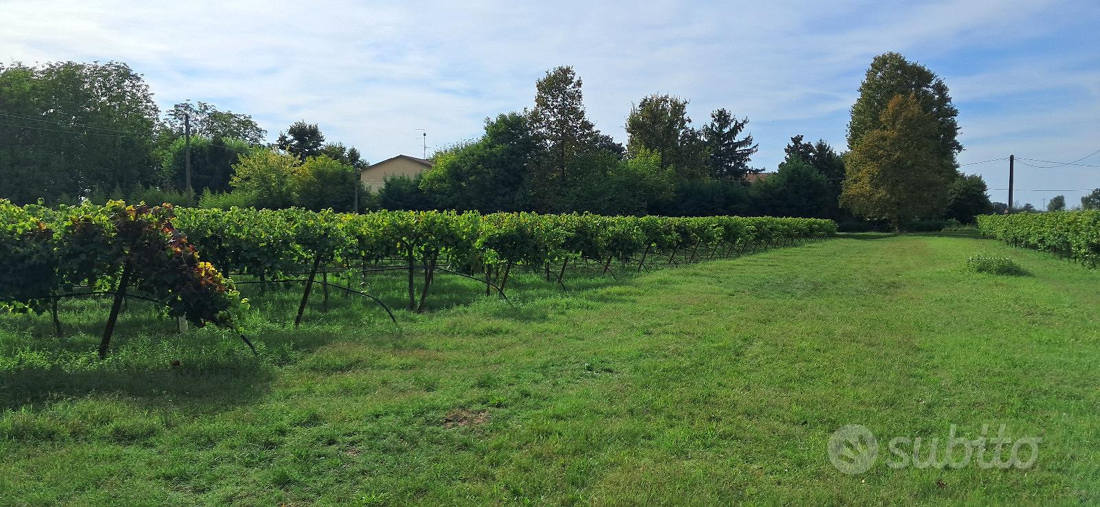 Terreno agricolo - vigneto - Vista 2