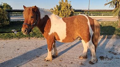 Pony castrone, 10 anni
