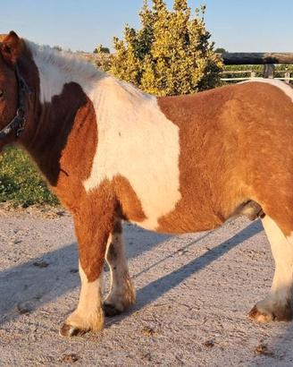 Pony castrone, 10 anni