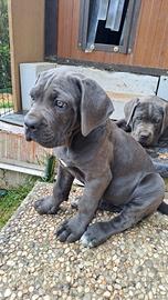 Cane Corso cucciola grigia