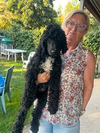 Barbone gigante maschio