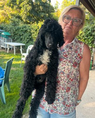 Barbone gigante maschio