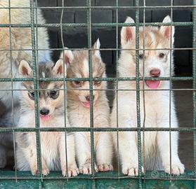 Siberian husky