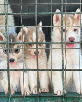 Siberian husky
