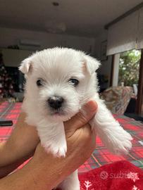 Splendido cucciolo westy