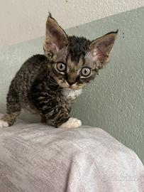 Cuccioli Devon Rex