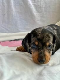 Bassotto tedesco merle' silver
