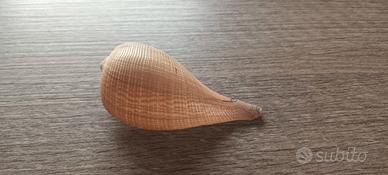 Conchiglia vuota 