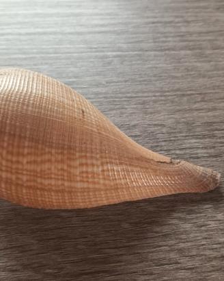 Conchiglia vuota 