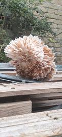 Galline ornamentali