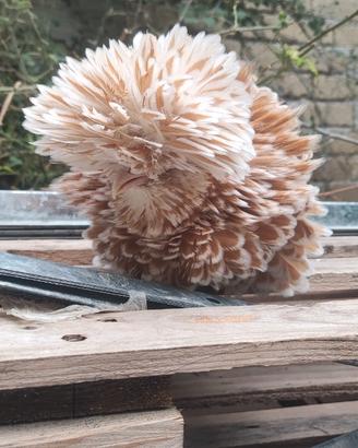 Galline ornamentali