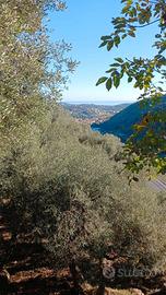 Uliveto 120 alberi Toirano