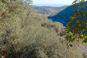 Uliveto 120 alberi Toirano