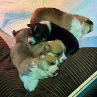 PEMBROKE CORGY cuccioli