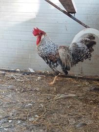 gallo legbar e galline 