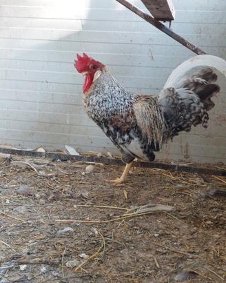 gallo legbar e galline 