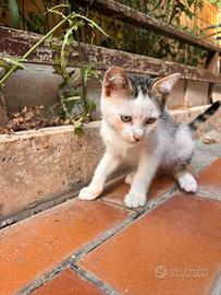 Gattina femmina