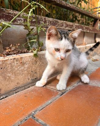 Gattina femmina