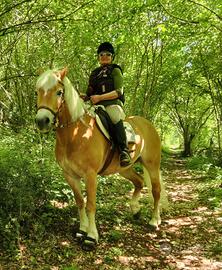 Cavalla haflinger facile, per intenditore esigente