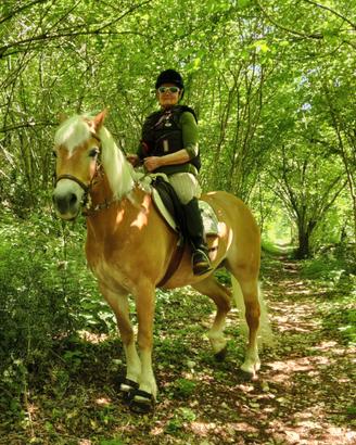 Cavalla haflinger facile, per intenditore esigente