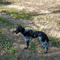 Gin springe breton da tartufi