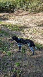 Gin springe breton da tartufi