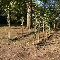 Alberi di pioppo