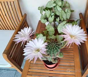 Set 2 polloni di cactus