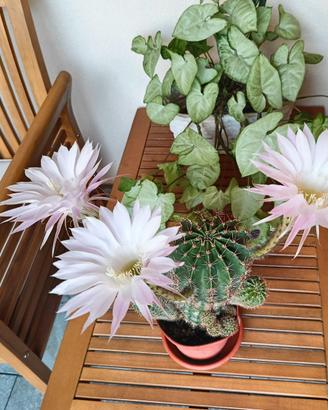 Set 2 polloni di cactus