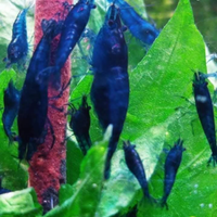 Caridine blu dreams, yellow fire neon,boody mery