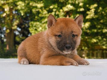 Cucciola femmina di Shiba Inu con PEDIGREE