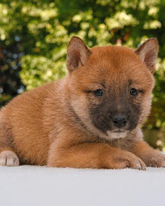 Cucciola femmina di Shiba Inu con PEDIGREE