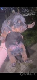 Cuccioli rottweiler